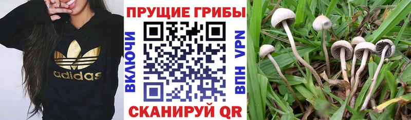 ОМГ ОМГ рабочий сайт  Коркино  Псилоцибиновые грибы Psilocybe  как найти закладки 